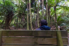 Neuseeland - Nordinsel - Tawa Loop Walk im Manawatu Gorge