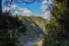 Neuseeland - Nordinsel - Tawa Loop Walk im Manawatu Gorge