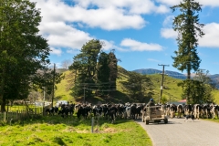 Neuseeland - Nordinsel - Manawatu Scenic Route