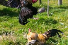Neuseeland - Nordinsel - Manawatu Scenic Route - Tiere am Straßenrand, auch mal ein Hahnenkampf :-)