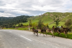 Neuseeland - Nordinsel - Manawatu Scenic Route
