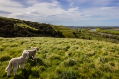 Neuseeland - Nordinsel - Ostküste - Otatara Pa