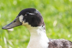 Neuseeland - Nordinsel - Ostküste - Lake Tutira