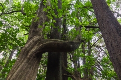 Neuseeland - Nordinsel - Ostküste - Gisborne