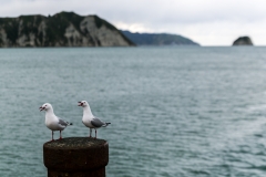 Neuseeland - Nordinsel - Ostküste - Tolaga Bay