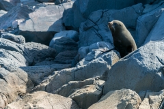 Neuseeland - Nordinsel - Ostküste - White Island, Fur Seal