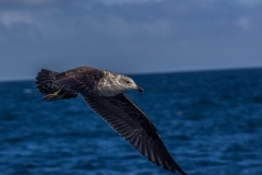 Neuseeland - Nordinsel - Ostküste - White Island