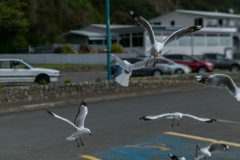 Neuseeland - Nordinsel - Ostküste - Whakatane