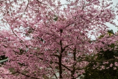 Neuseeland - Nordinsel - Rotorua - Frühling :-)