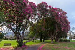 Neuseeland - Nordinsel - Rotorua - Kuirau Park