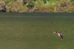 Neuseeland - Nordinsel - Rotorua - Green Lake