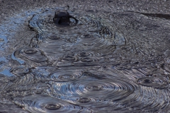 Neuseeland - Nordinsel - Rotorua - Whakarewarewa - The Living Maori Village