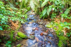Neuseeland - Nordinsel - Coromandel - Waiau Kauri Grove