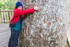 Neuseeland - Nordinsel - Coromandel - Waiau Kauri Grove