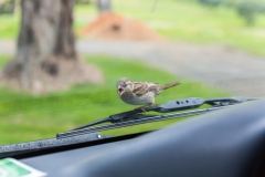Neuseeland - Nordinsel - Coromandel