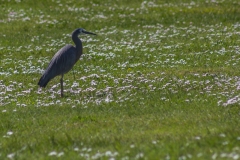 Neuseeland - Nordinsel - Taupo - Moon Crater Valley