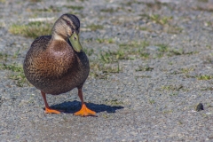 Neuseeland - Nordinsel - Taupo - Moon Crater Valley