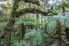 Neuseeland - Nordinsel - Taupo - Moon Crater Valley