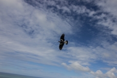 Neuseeland - Castlepoint Lighthouse