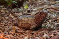 Neuseeland - Pukaha Mount Bruce National Wildlife Centre