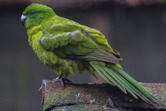 Neuseeland - Pukaha Mount Bruce National Wildlife Centre