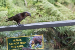Neuseeland - Pukaha Mount Bruce National Wildlife Centre