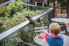 Neuseeland - Pukaha Mount Bruce National Wildlife Centre