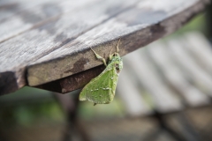 Neuseeland - Pukaha Mount Bruce National Wildlife Centre