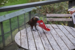 Neuseeland - Pukaha Mount Bruce National Wildlife Centre