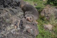 Neuseeland - Cape Palliser