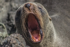 Neuseeland - Cape Palliser