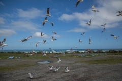Neuseeland - Cape Palliser