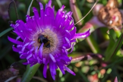 Neuseeland - Cape Palliser