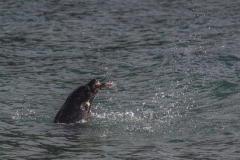 Neuseeland - French Pass