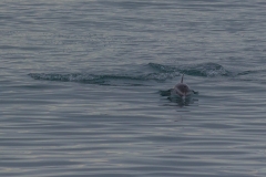 Neuseeland - Able Tasman Coast Track