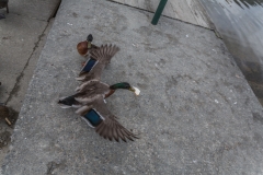 Neuseeland - Lake Rotoiti