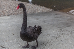 Neuseeland - Lake Rotoiti