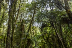 Neuseeland - dorothy creek