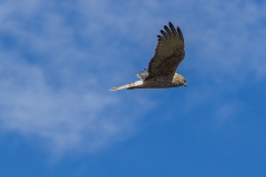 Neuseeland - Monro Beach Walk