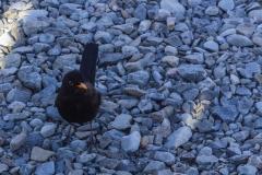 Neuseeland - Monro Beach Walk