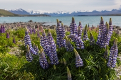 Neuseeland - Lake Tekapo