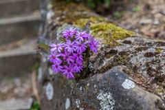 Neuseeland - Otago Peninsula