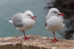Neuseeland - Otago Peninsula