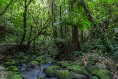 Neuseeland - Matai Falls Walk
