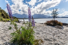 Neuseeland - Fjordland - Manapouri