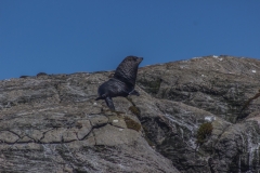 Neuseeland - Fjordland - Doubtful Sound