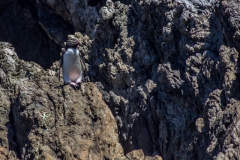 Neuseeland - Fjordland - Doubtful Sound