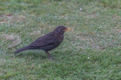 Neuseeland - Fjordland - Lake Manapouri