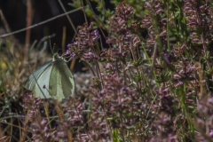 Neuseeland - Flat Top Hill