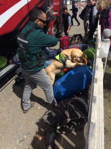 Der Moment, wenn der Spürhund auf deinen Rucksack abgeht